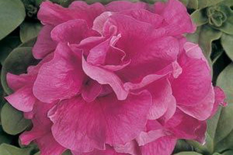 Petunia F1 Duo Rose (Multiflora)