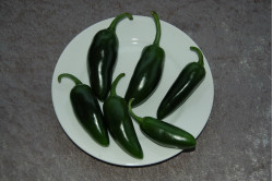 Chili Jalapenos (Capsicum annuum)