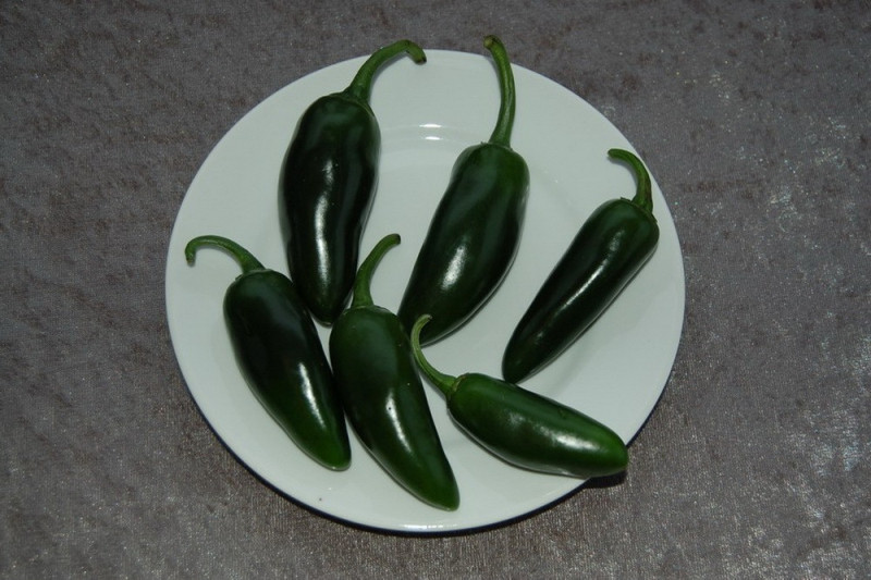 Chili Jalapenos (Capsicum annuum)