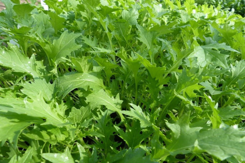 Mibuna Japanese Greens (Brassica rapa var. Japonica)