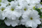 Petunia F1 Grandi White (Petunia Grandiflora)