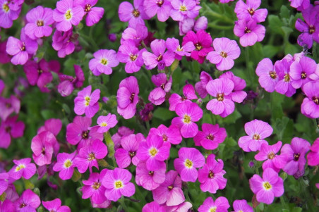 Blåpude Cascade Rød - blandede farver (Aubrieta hybrida)