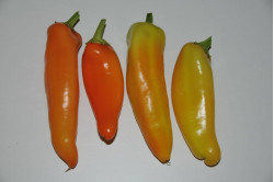 Chili Hungarian Hot Wax (Capsicum annuum)