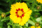 Skønhedsøje Baby Sun (Coreopsis grandiflora)