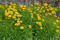 Skønhedsøje Baby Sun (Coreopsis grandiflora)