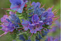 Slangehovedet Blue Bedder (Echium vulgare)