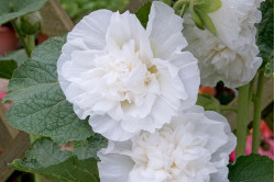Stokrose Chater's dobbelt White (Alcea rosea)