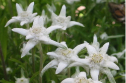Edelweiss (Leontopodium...