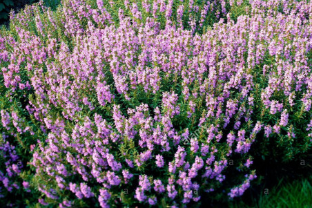 Ægte Isop Caeruleus Nectar Rose (Hyssopus officinalis) Ægte Isop Caeruleus Nectar Rose (Hyssopus officinalis)