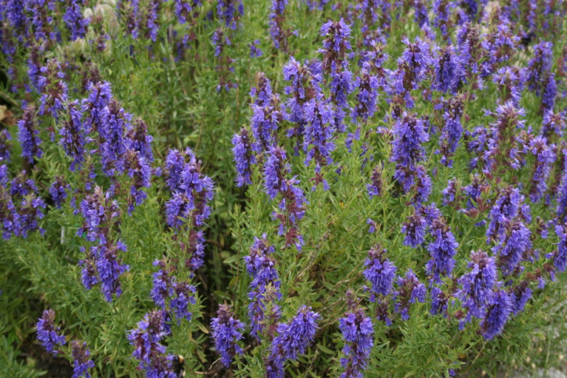 Ægte Isop Caeruleus Nectar Blue (Hyssopus officinalis)