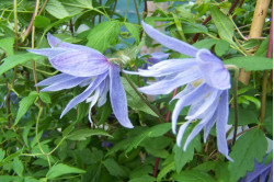 Småblomstrende Klematis blandede farver (Clematis macropetala)