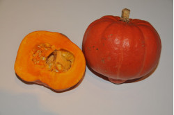 Hokkaido græskar (Cucurbita maxima)