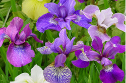 Sibirisk iris - blandede farver (Iris sibirica)