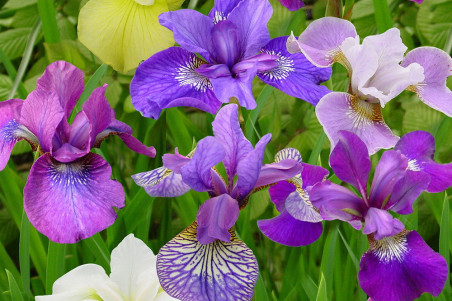 Sibirisk iris - blandede farver (Iris sibirica)