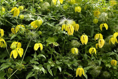 Guldklematis (Clematis tangutica) Guldklematis (Clematis tangutica)