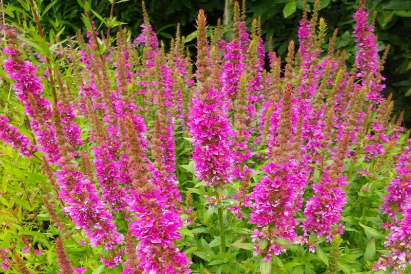 Almindelig kattehale 'Happy Ligths' blandede farver (Lythrum salicaria)