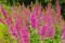 Almindelig kattehale 'Happy Ligths' blandede farver (Lythrum salicaria)