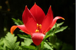 Tulipan sprengeri Skarlagen rød  (Leucojum vernum)