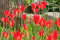 Tulipan sprengeri Skarlagen rød  (Leucojum vernum)