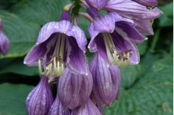 Hosta Plantain Lily  (Hosta ventricosa)