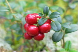 Tyttebær Red Pearl (Vaccinium vitis-idaea)