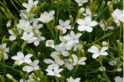 Studenternellike 'Albus' Confetti White (Dianthus deltoides)