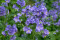 Jacobsstige Blue Pearl (Polemonium caeruleum f. album)