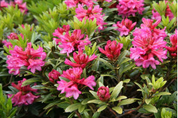 Rustbladet Alperose (Rhododendron ferrugineum)