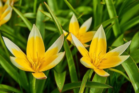Tulipan tarda Yellow  (Tulipa sprengeri)