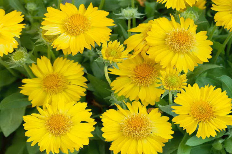 Kokardeblomst Maxima Aurea (Gaillardia aristata)