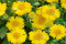 Kokardeblomst Maxima Aurea (Gaillardia aristata)