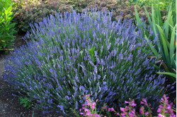 Lavendel Hidcote Blue...