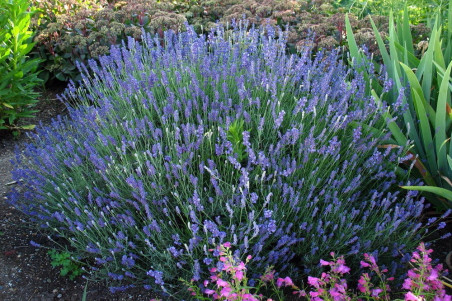 Lavendel Hidcote Blue (Lavandula agustifolia)