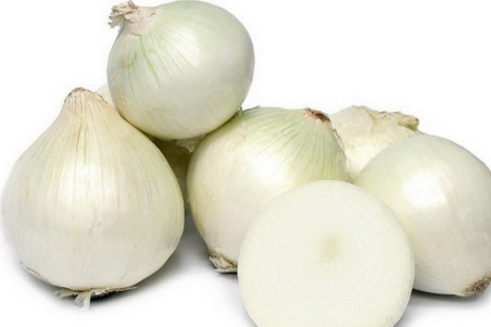 Kepaløg White Lisbon (Allium cepa)