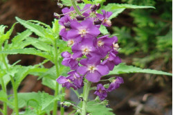 Kongelys Purple Mullien (Verbascum phoeniceum)