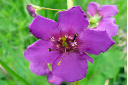 Kongelys Purple Mullien (Verbascum phoeniceum)