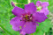 Kongelys Purple Mullien (Verbascum phoeniceum)