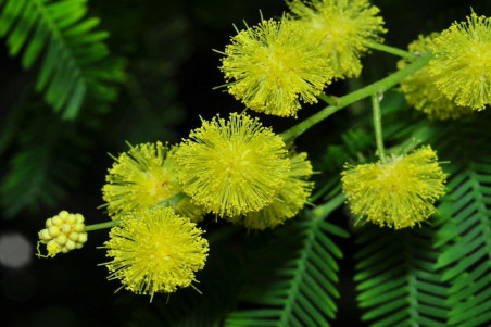Sølvakasia (Acacia dealbata)