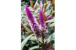 Fjerdusk Flamingo (Celosia spicata)