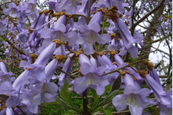 Prinsessetræ (Paulownia tomentosa)