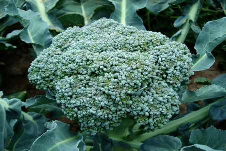 Broccoli Rasmus (Broccoli Premium Crop)