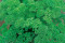 Persille Mooskrause 2  (Petroselinum crispum)