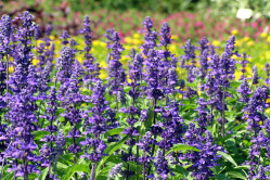Salvia Superba Victoria...
