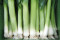 Porre Hilari (Allium porrum)