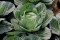 Hvidkål - sommer/efterår (Brassica oleracea capitata)