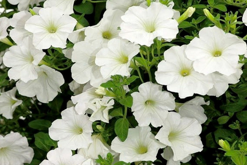 Petunia Cascada hvid (Petunia Multiflora)