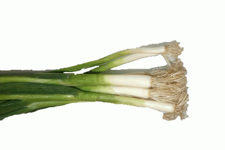 Forårsløg Ischikrona (Allium fistulosum)