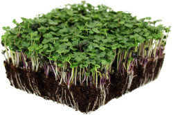 Broccoli - mikrogrønt (Brassci rapa cymosa)