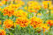 Tagetes French Marigold bl. farver (Tagetes erecta)