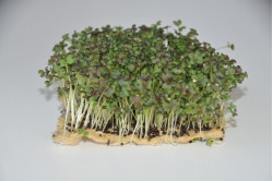 Mizuna Red - mikrogrønt (Brassica rapa nipposinica)